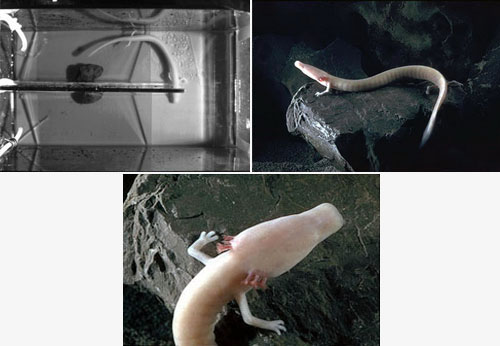 cctv-shop.by_news_Arecont_Vision